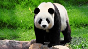 oso panda