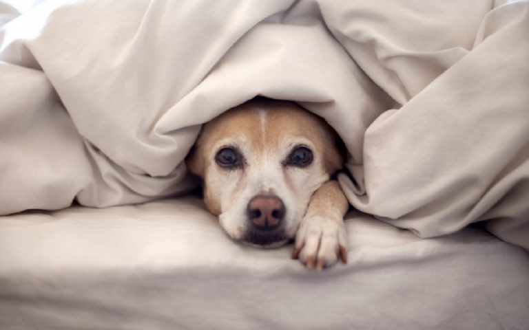 Que Hacer Si Mi Perro Se Orina En El Sofá