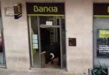 Valencia: Un toro furioso se refugió de las corridas en un cajero automático