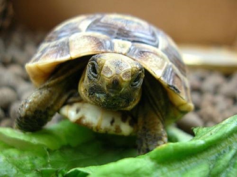 Turtle pro. Среднеазиатская сухопутная черепаха. Сухопутная черепаха Среднеазиатская малыши. Среднеазиатская черепаха маленькая. Среднеазиатская черепаха детеныш.