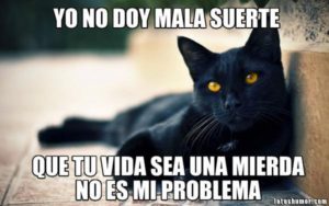 meme-gato-negro03