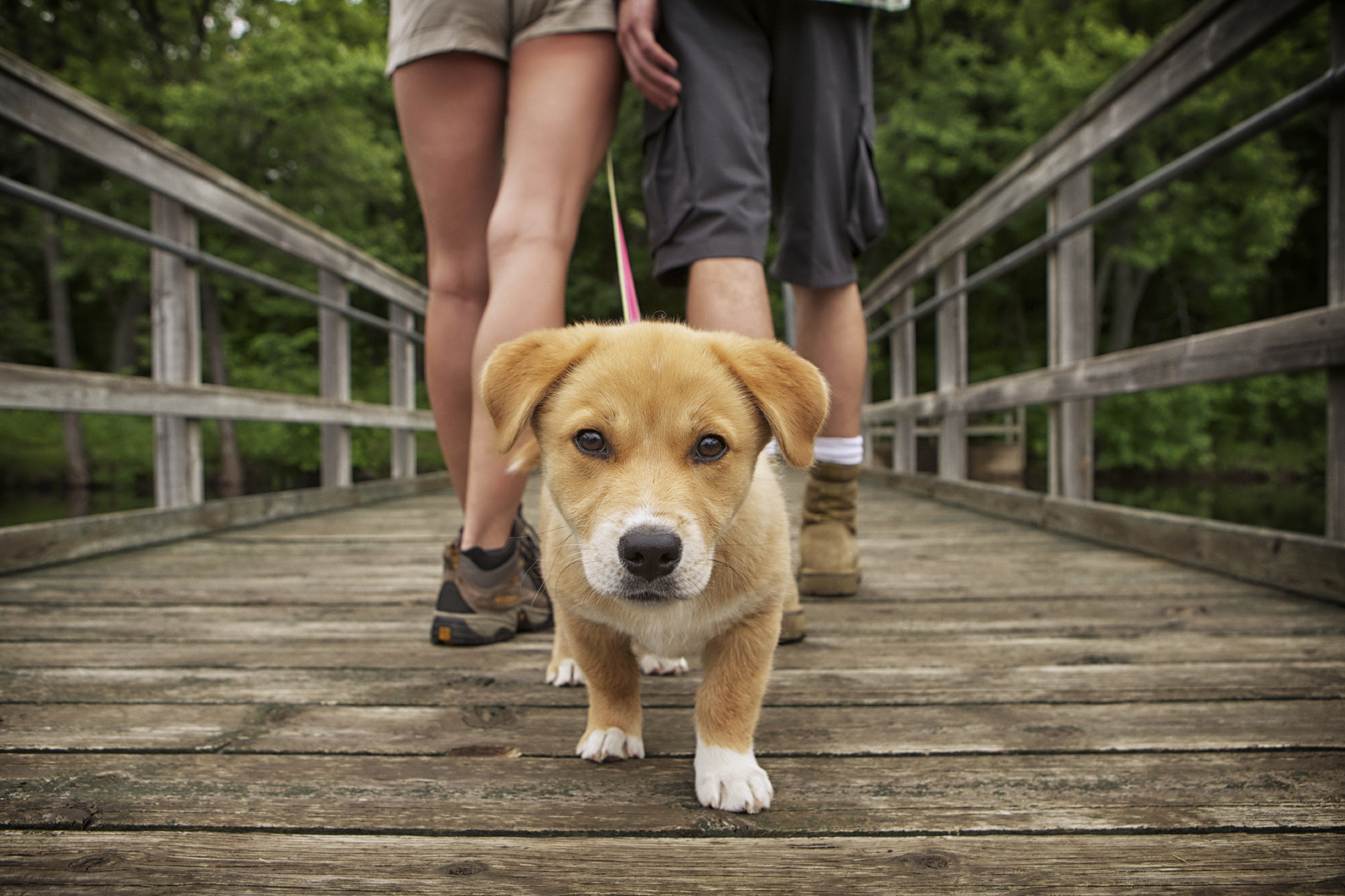 The walking pet