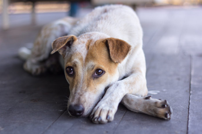 a lazy dog on the wooden
